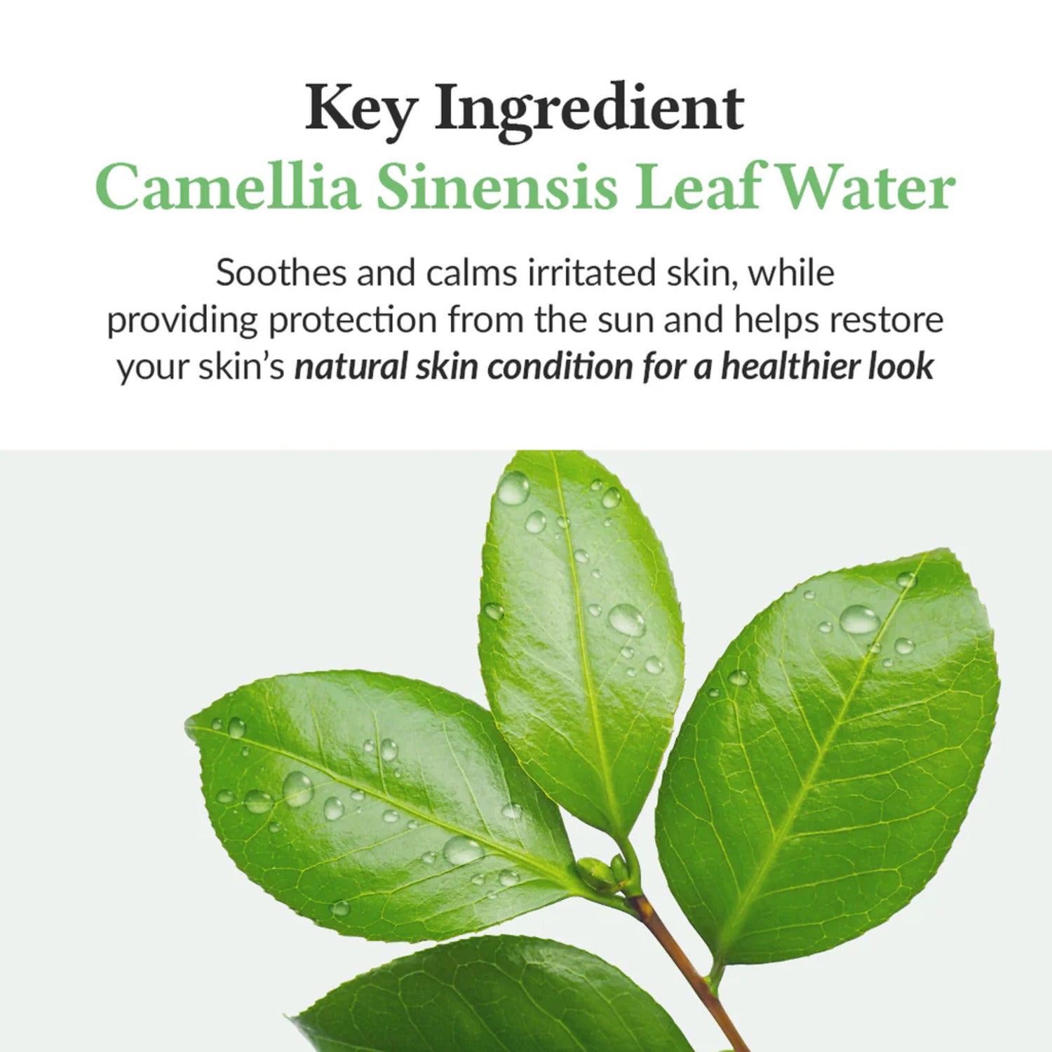 Dr.Althea Green Tea Fresh Sunscreen